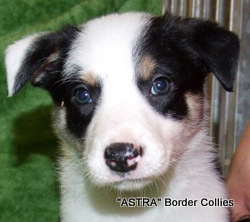 Tricolour, female, border collie puppy
